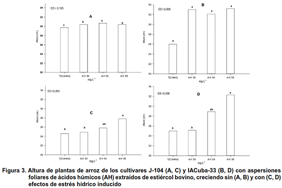 Figura 3. Altura de plantas de arroz de los cultivares J-104 (A, C) y IACuba-33 (B, D) con aspersiones foliares de ácidos húmicos (AH) extraídos de estiércol bovino, creciendo sin (A, B) y con (C, D) 