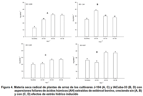 Figura 4. Materia seca radical de plantas de arroz de los cultivares J-104 (A, C) y IACuba-33 (B, D) con aspersiones foliares de ácidos húmicos (AH) extraídos de estiércol bovino, creciendo sin (A, B) 