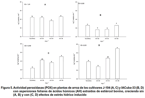 Figura 5. Actividad peroxidasas (POX) en plantas de arroz de los cultivares J-104 (A, C) y IACuba-33 (B, D) 