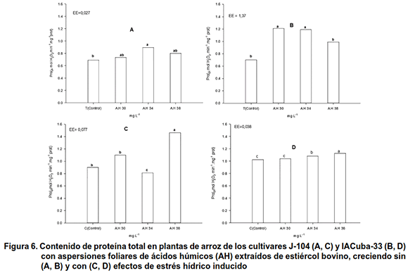 Figura 6. Contenido de proteína total en plantas de arroz de los cultivares J-104 (A, C) y IACuba-33 (B, D) 