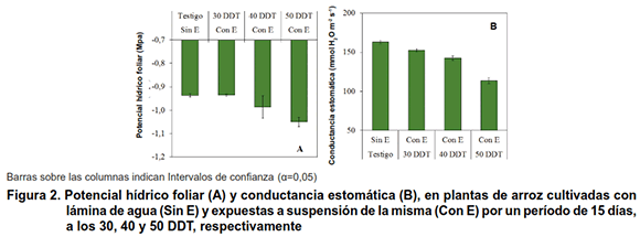 Figura 2. Potencial hídrico foliar (A) y conductancia estomática (B), en plantas de arroz cultivadas con lámina de agua (Sin E) y expuestas a suspensión de la misma (Con E) por un período de 15 días, a los 30, 40 y 50 DDT, respectivamente