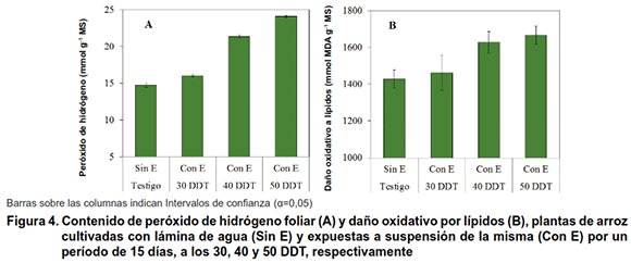 Figura 4. Contenido de peróxido de hidrógeno foliar (A) y daño oxidativo por lípidos (B), plantas de arroz cultivadas con lámina de agua (Sin E) y expuestas a suspensión de la misma (Con E) por un período de 15 días, a los 30, 40 y 50 DDT, respectivamente