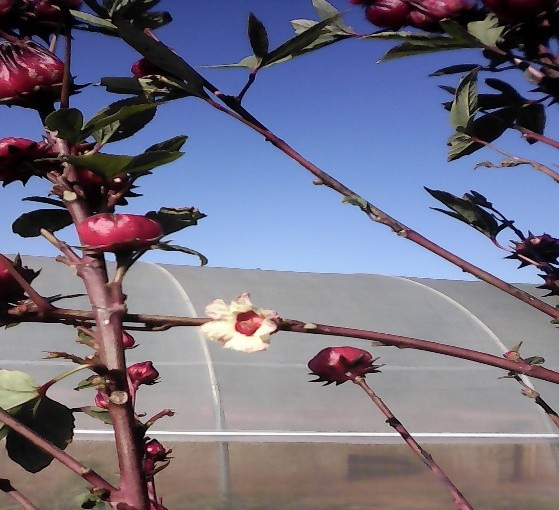 Flor y cálices de FICARU 90