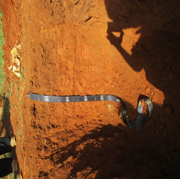 Perfil del suelo estudiado en la Finca “Roma”