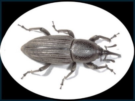 C. sordidus vista desde el estereomicroscopio Better Scientific Q170-T Germany