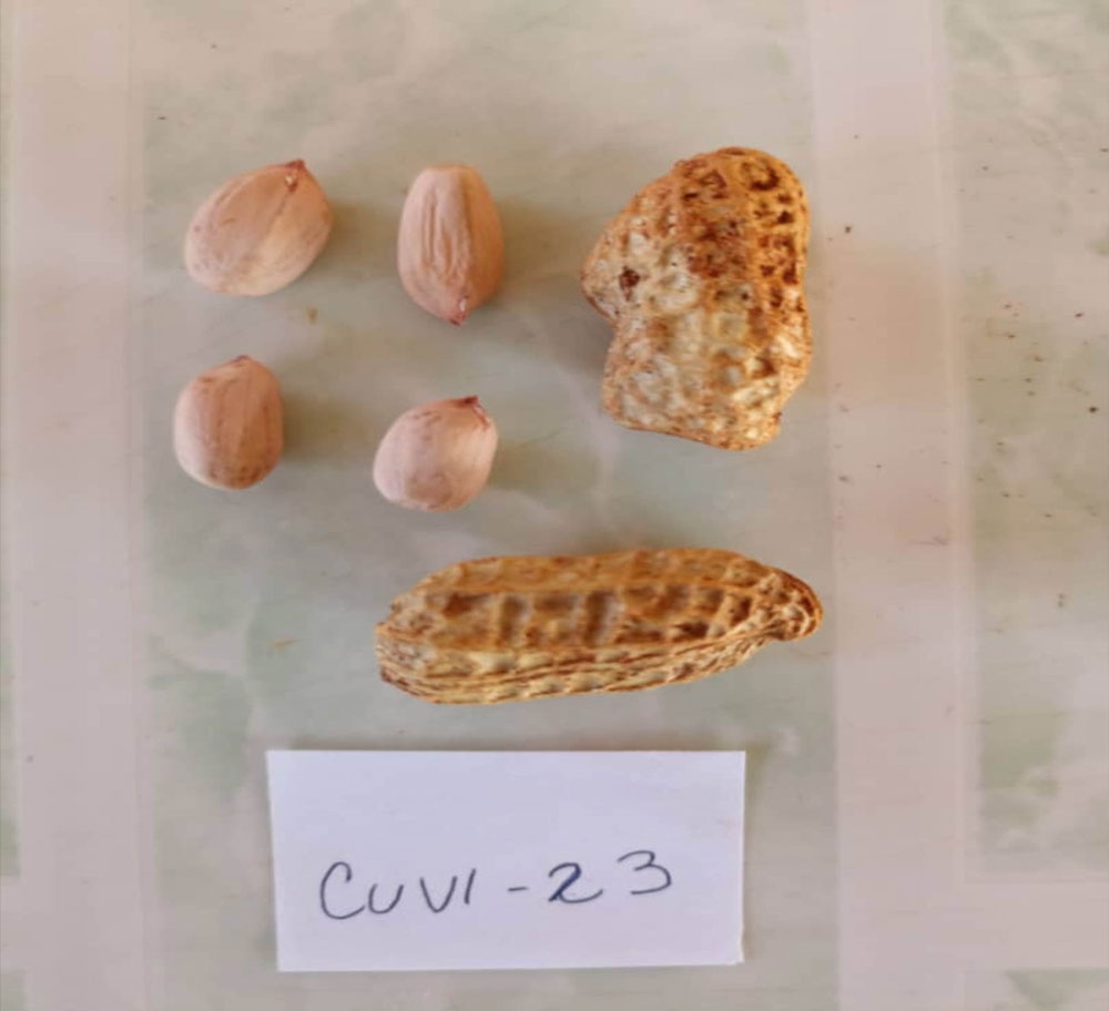 Vainas y granos de CUVI 23