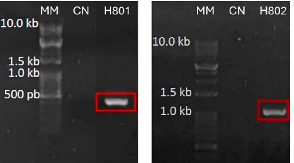 Gel de agarosa al 1 % con productos de PCR para los fragmentos H801 (BtuB) y H802 (ITS)
