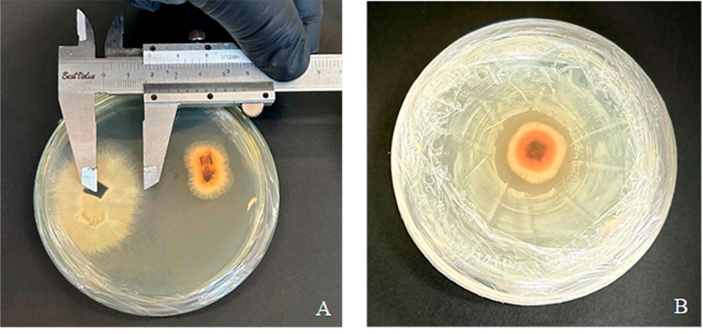 Evaluación de la inhibición de C. petersonii frente a microorganismos benéficos