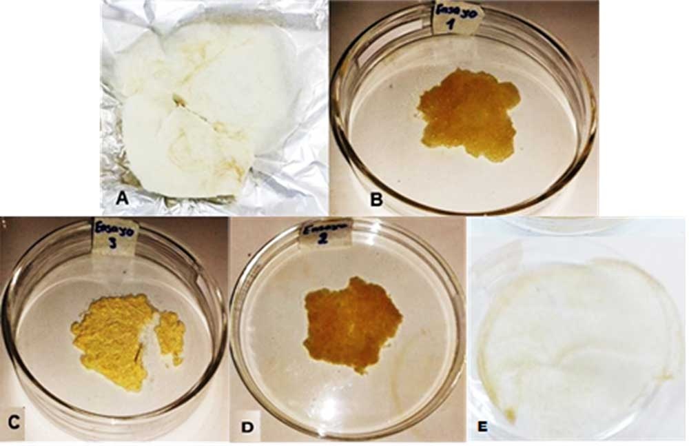 (A) Celulosa extraída, (B) Ensayo 3 Biopolímero de celulosa, (C) Ensayo 3.1: Biopolímero de celulosa con quitosano, (D) Ensayo 3.2: Biopolímero de celulosa con 0,25g almidón, (E) Ensayo 3.3 Biopolímero de celulosa con 0,50g almidón