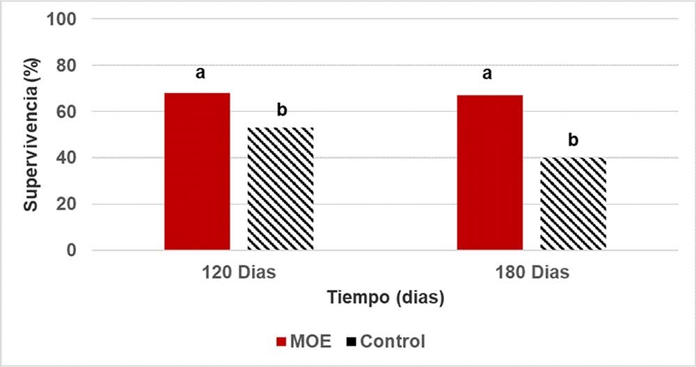 Supervivencia de las plantas de piña ‘MD2’ a los 120 y 180 días luego de plantadas en condiciones de campo