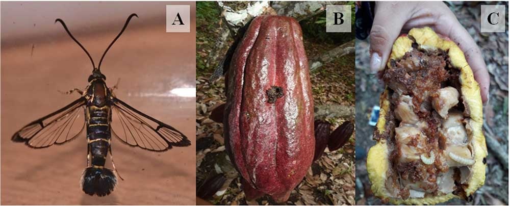 A) Adulto de Carmenta foraseminis; B) fruto perforado por larva de C. foraseminis; C) fruto completamente dañado por la alimentación de las larvas.