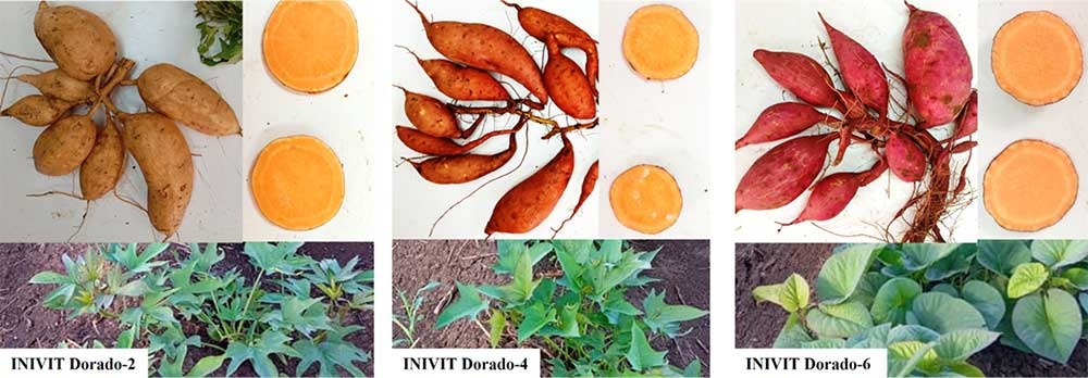 Raíces tuberosas, pulpa y follaje de la 'Serie INIVIT Dorada'