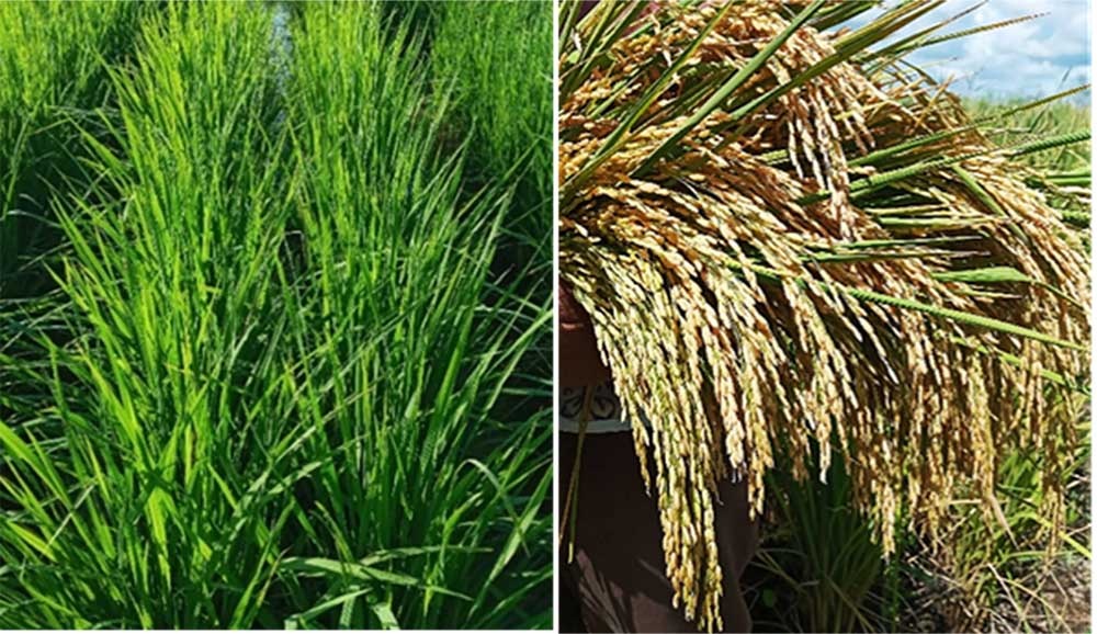 Cultivar “Mariscal LP-32”