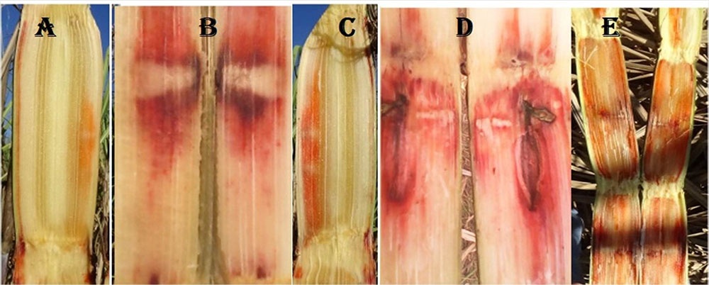 Síntomas de pudrición roja en los tallos del cultivar ´C137-81´ altamente susceptible a la enfermedad