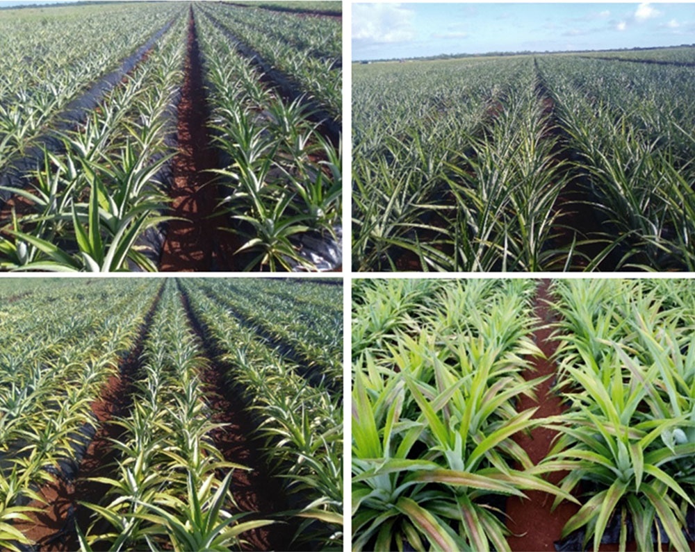 Plantas de ‘MD-2’ (superiores) y ´Champaka F-153´ (Inferiores) durante el proceso de crecimiento en campo a los 90 días (izquierda) y 180 días (derecha)