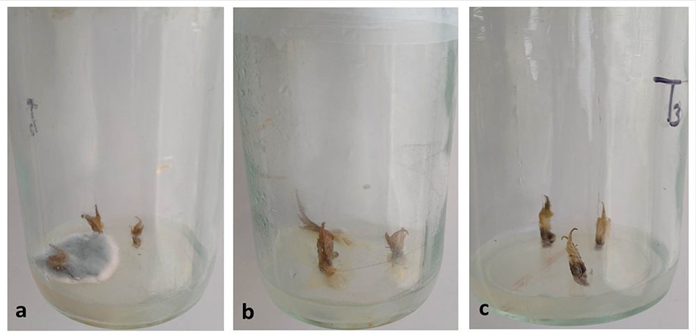 Explantes apicales de T. diversifolia ICACuba Oc-10 con siete días de establecimiento in vitro