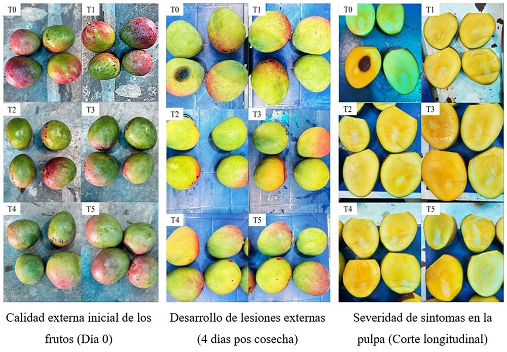 Efecto de diferentes tratamientos de inoculación sobre la maduración y el desarrollo de síntomas de antracnosis en frutos de mango tras cuatro días de almacenamiento