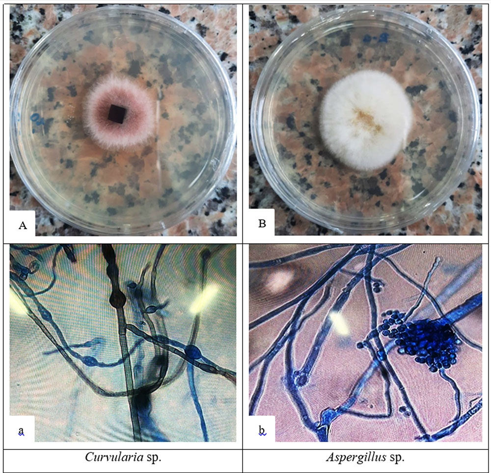 Caracterización morfológica de los hongos fitopatógenos aislados en las muestras de tejido necrótico foliar de la caña de azúcar