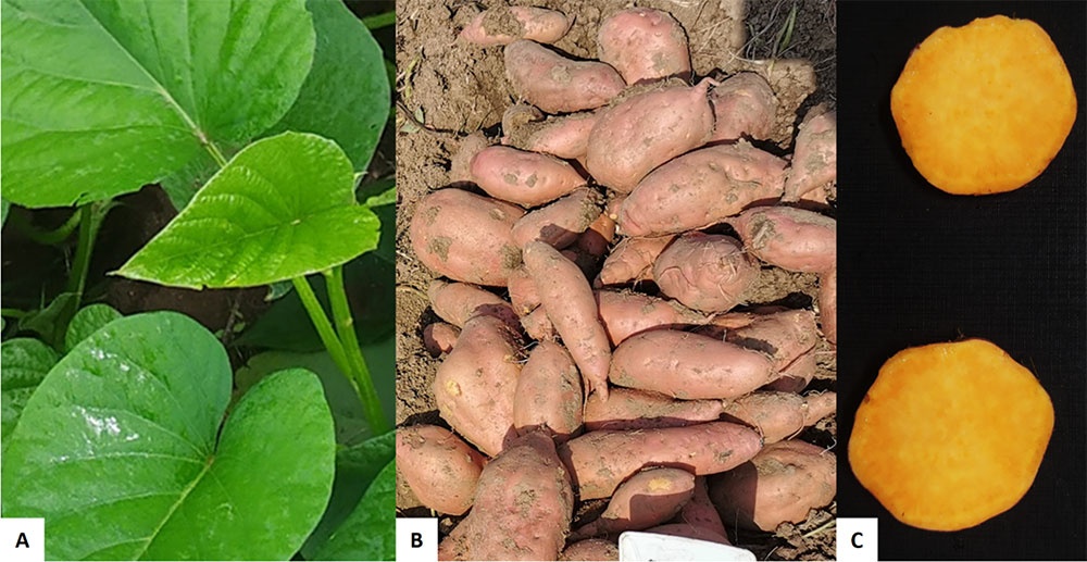 Raíces tuberosas y follaje del cultivar ‘Anaranjado INIVIT’