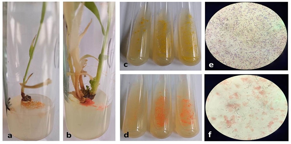 A. Microplantas de C. purpureus CT-608 con crecimiento de las colonias de bacterianas (MF1-MF2). B. Microplantas de C. purpureus CT-608 con crecimiento de la colonia de bacteriana MF3. C. Bacterias aisladas en medio Agar Nutriente (MF1-MF2). D. Bacterias aisladas en medio Agar Nutriente (MF3). E. Características microscópicas de los morfotipos MF1 y MF2. F. Características microscópicas del morfotipo MF3.